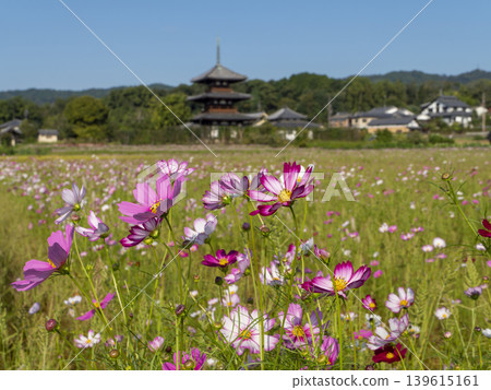 Cosmos flowers in bloom in Ikaruga town and the three-story pagoda of Hokiji Temple 139615161