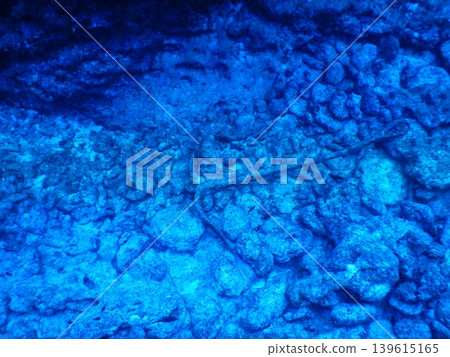美麗的水下照片 美麗的水下照片 139615165