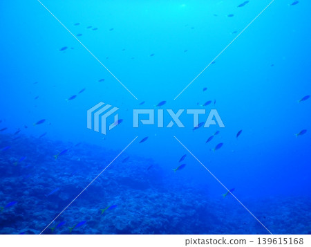 Beautiful underwater photographs Beautiful underwater photographs 139615168