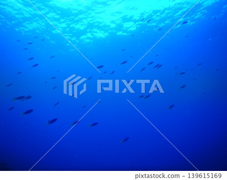 Beautiful underwater photographs Beautiful underwater photographs 139615169