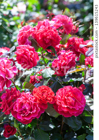 Rose-pink rose, First Blush Rose-pink rose, First Blush 139615243