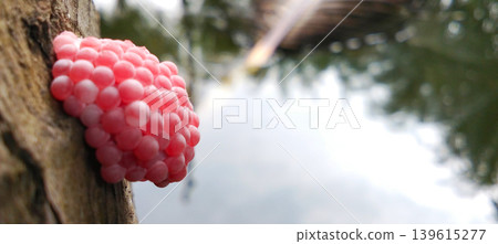 A collection of pink snail eggs on a twig above the surface of the pool water. 139615277