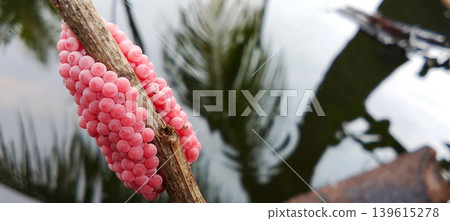 A collection of pink snail eggs on a twig above the surface of the pool water. A collection of pink snail eggs on a twig above the surface of the pool water. 139615278
