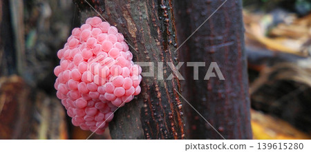 A collection of pink snail eggs on a twig above the surface of the pool water. A collection of pink snail eggs on a twig above the surface of the pool water. 139615280
