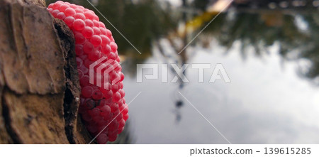 A collection of pink snail eggs on a twig above the surface of the pool water. A collection of pink snail eggs on a twig above the surface of the pool water. 139615285