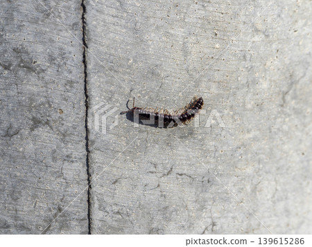 Millipedes crawling on utility poles Millipedes crawling on utility poles 139615286