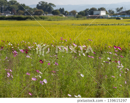 Rural landscape with autumn cherry blossoms blooming Rural landscape with autumn cherry blossoms blooming 139615297