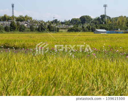 秋天櫻花盛開的鄉村景觀 秋天櫻花盛開的鄉村景觀 139615300