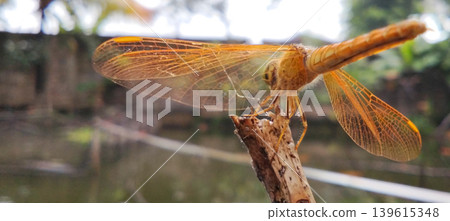 Yellow dragonfly perched on a branch, close-up macro shot with transparent wings above the water. Yellow dragonfly perched on a branch, close-up macro shot with transparent wings above the water. 139615348