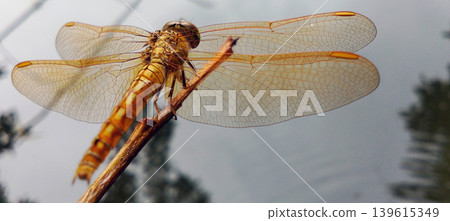 Yellow dragonfly perched on a branch, close-up macro shot with transparent wings above the water. 139615349
