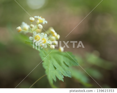 The small white flowers of Spiraea thunbergii blooming in the grove in May. The small white flowers of Spiraea thunbergii blooming in the grove in May. 139615353