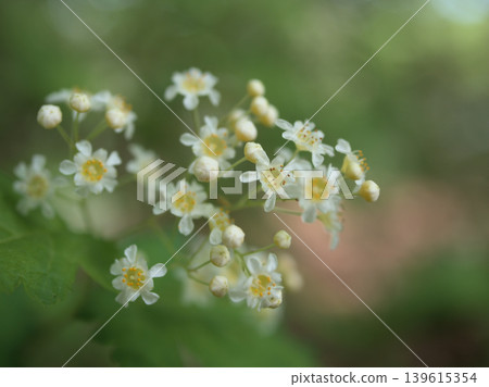 The small white flowers of Spiraea thunbergii blooming in the grove in May. The small white flowers of Spiraea thunbergii blooming in the grove in May. 139615354