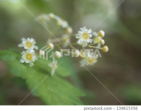 The small white flowers of Spiraea thunbergii blooming in the grove in May. The small white flowers of Spiraea thunbergii blooming in the grove in May. 139615356