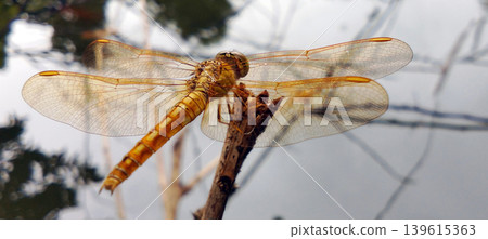 Yellow dragonfly perched on a branch, close-up macro shot with transparent wings above the water. 139615363