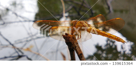 Yellow dragonfly perched on a branch, close-up macro shot with transparent wings above the water. 139615364