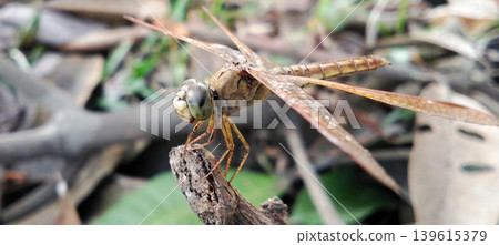 Close-up macro shot of a golden dragonfly perched on a branch against a blurry background of leaves. 139615379