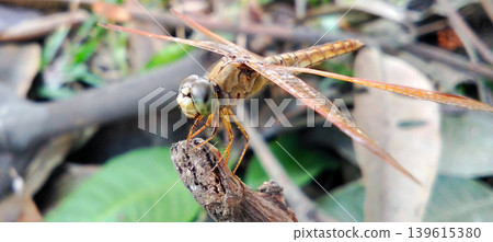 Close-up macro shot of a golden dragonfly perched on a branch against a blurry background of leaves. Close-up macro shot of a golden dragonfly perched on a branch against a blurry background of leaves. 139615380