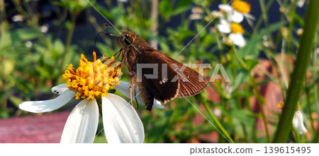 A brown skipper butterfly perched on a white daisy-like flower with its yellow proboscis in the center. A brown skipper butterfly perched on a white daisy-like flower with its yellow proboscis in the center. 139615495