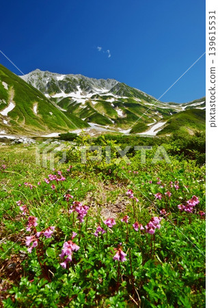 View of the Tateyama mountain range in summer 139615531