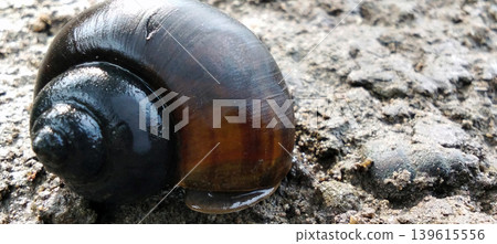Close-up image of a wet spiral snail shell placed on a rocky surface, showing its texture and detail. Close-up image of a wet spiral snail shell placed on a rocky surface, showing its texture and detail. 139615556