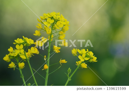 Rape blossoms blooming in the rape field Rape blossoms blooming in the rape field 139615599