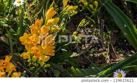 Freesia Freesia 139615621