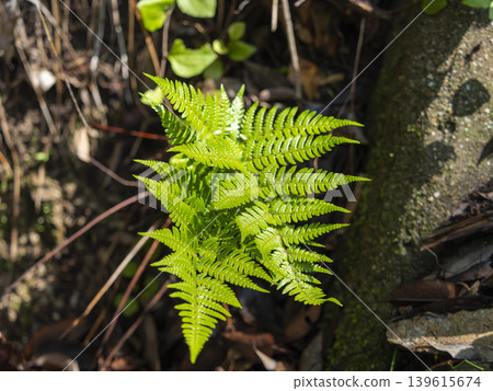 Bright green fern plant Bright green fern plant 139615674