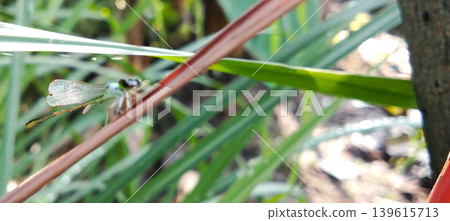 A delicate damselfly perched on a blade of grass. A delicate damselfly perched on a blade of grass. 139615713