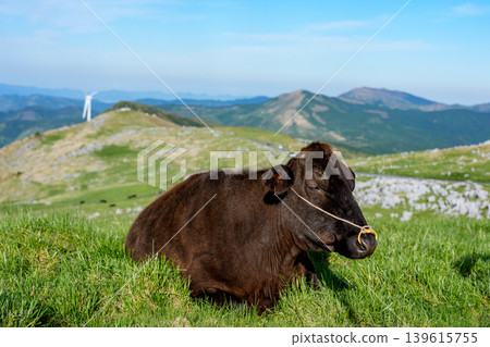 Cows grazing in the Shikoku Karst and the tranquil plateau scenery. Cows grazing in the Shikoku Karst and the tranquil plateau scenery. 139615755