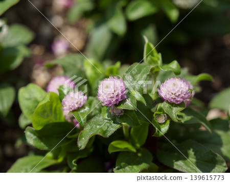 The reddish-purple periwinkle flowers The reddish-purple periwinkle flowers 139615773