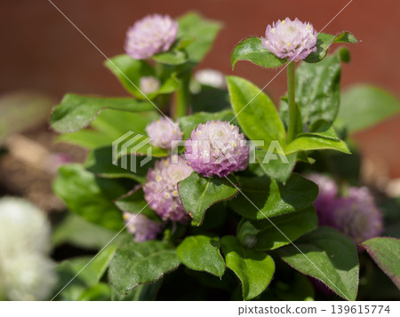 The reddish-purple periwinkle flowers 139615774