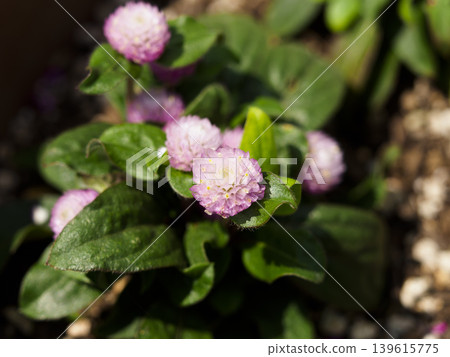 The reddish-purple periwinkle flowers The reddish-purple periwinkle flowers 139615775