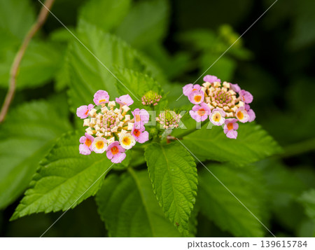 Lantana flowers blooming in the mountains Lantana flowers blooming in the mountains 139615784