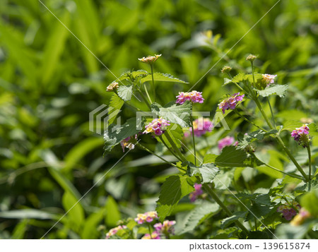 Lantana flowers blooming in the mountains Lantana flowers blooming in the mountains 139615874