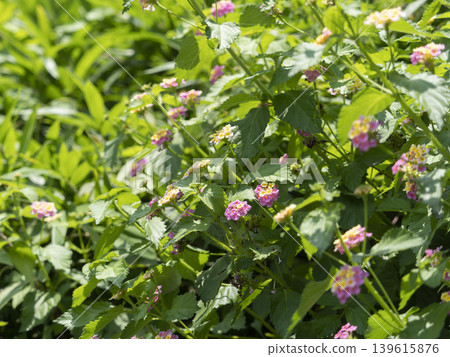 Lantana flowers blooming in the mountains Lantana flowers blooming in the mountains 139615876