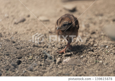 這些活潑的小野雞雛鳥 這些活潑的小野雞雛鳥 139615878