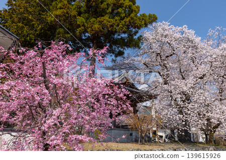 高嶺山妙陵寺是山梨縣南阿爾卑斯市上一之瀨市著名的賞櫻勝地，寺廟入口處以及寺廟的鐘樓上都裝飾著垂枝櫻花樹和染井吉野櫻花樹。 139615926