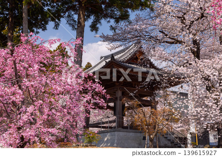 Takamineyama Myoryo-ji Temple, a famous cherry blossom viewing spot in Kamiichinose, Minami-Alps City, Yamanashi Prefecture, is adorned with weeping cherry trees and Somei Yoshino cherry trees along its approach to the temple, as well as the temple bell tower. 139615927