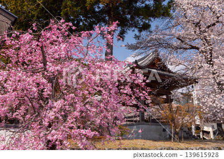 高嶺山妙陵寺是山梨縣南阿爾卑斯市上一之瀨市著名的賞櫻勝地,寺廟入口處以及寺廟的鐘樓上都裝飾著垂枝櫻花樹和染井吉野櫻花樹。 高嶺山妙陵寺是山梨縣南阿爾卑斯市上一之瀨市著名的賞櫻勝地,寺廟入口處以及寺廟的鐘樓上都裝飾著垂枝櫻花樹和染井吉野櫻花樹。 139615928