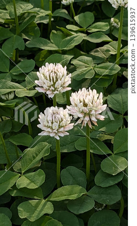 White clover White clover 139615937
