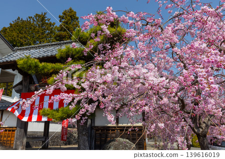 山梨縣南阿爾卑斯市上一之瀨 著名的賞花勝地 高峰山妙靈寺 山梨縣南阿爾卑斯市上一之瀨 著名的賞花勝地 高峰山妙靈寺 139616019