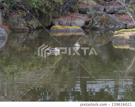 Mallard ducks living in the pond in Nara Park Mallard ducks living in the pond in Nara Park 139616021