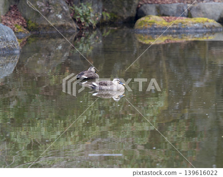 Mallard ducks living in the pond in Nara Park Mallard ducks living in the pond in Nara Park 139616022
