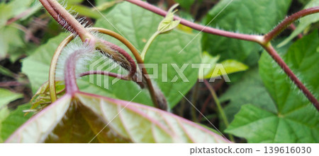 Macro photo showing the delicate stems of the vine with fresh green leaves in the background. 139616030