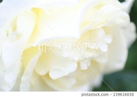autumn roses in the rain autumn roses in the rain 139616038