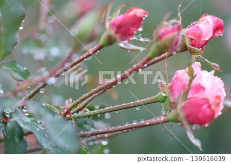 autumn roses in the rain autumn roses in the rain 139616039
