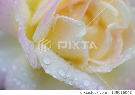 autumn roses in the rain autumn roses in the rain 139616048