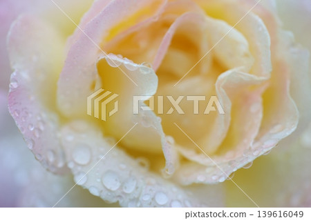 秋雨中的玫瑰 秋雨中的玫瑰 139616049