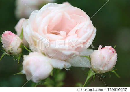 autumn roses in the rain autumn roses in the rain 139616057