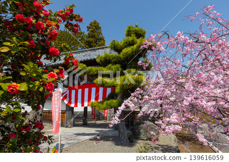山梨縣南阿爾卑斯市上一之瀨 著名的賞櫻勝地高峰山妙靈寺 山梨縣南阿爾卑斯市上一之瀨 著名的賞櫻勝地高峰山妙靈寺 139616059